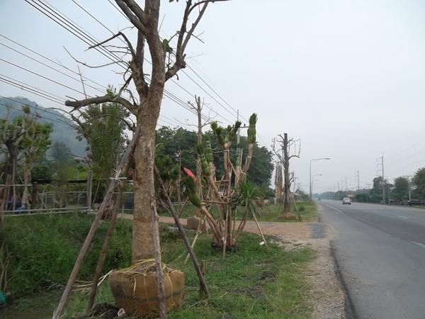 ต้นจันผา | ลพบุรีไม้ล้อม/บ่อแก้วพันธุ์ไม้ - เมืองลพบุรี ลพบุรี