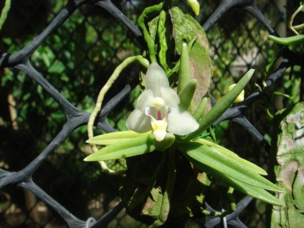 Pteroceras semiteretifolium