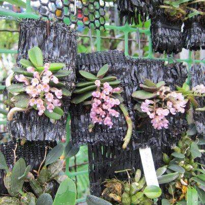 เอื้องจิ้ว(Schoenorchis fragrans) | ร้านน้องกระต่าย -  เชียงใหม่