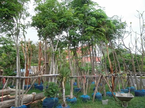 ต้นกระพี้จั่น | ลพบุรีไม้ล้อม/บ่อแก้วพันธุ์ไม้ - เมืองลพบุรี ลพบุรี