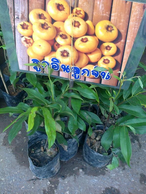 ลูกอินลูกจัน100บาท(บริการส่งทางไปรษณีย์) | D&T Garden - เมืองปราจีนบุรี ปราจีนบุรี