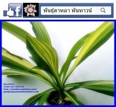 ว่านสิบแสนด่าง | พันธุ์ดาหลา - เมืองเชียงใหม่ เชียงใหม่