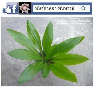 ว่านเศรษฐีใบพาย | พันธุ์ดาหลา - เมืองเชียงใหม่ เชียงใหม่