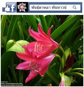 ว่านมหาบัวแดง | พันธุ์ดาหลา - เมืองเชียงใหม่ เชียงใหม่