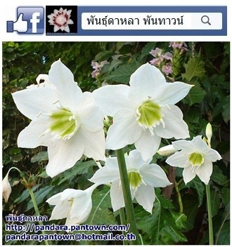 กวักนางพญาใหญ่ | พันธุ์ดาหลา - เมืองเชียงใหม่ เชียงใหม่