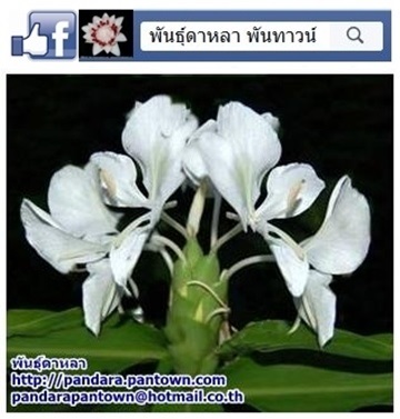 มหาหงส์สีขาว | พันธุ์ดาหลา - เมืองเชียงใหม่ เชียงใหม่