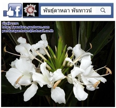 มหาหงส์สีขาวดอกเล็ก | พันธุ์ดาหลา - เมืองเชียงใหม่ เชียงใหม่