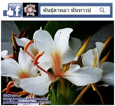 มหาหงส์สีส้มขาว | พันธุ์ดาหลา - เมืองเชียงใหม่ เชียงใหม่