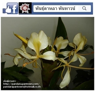 มหาหงส์สีเหลือง | พันธุ์ดาหลา - เมืองเชียงใหม่ เชียงใหม่