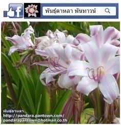 พลับพลึงลิลลี่ | พันธุ์ดาหลา - เมืองเชียงใหม่ เชียงใหม่