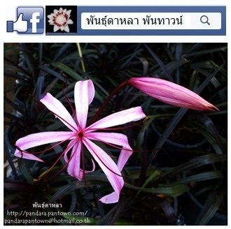 พลับพลึงแคระใบม่วง