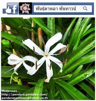 พลับพลึงแคระ | พันธุ์ดาหลา - เมืองเชียงใหม่ เชียงใหม่