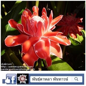 ดาหลาสีชมพูเข้ม | พันธุ์ดาหลา - เมืองเชียงใหม่ เชียงใหม่