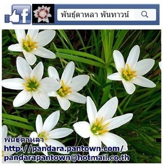 บัวดินสีขาว