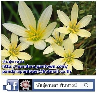 บัวดินสีเหลืองอ่อน