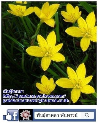 บัวดินสีเหลืองเข้ม | พันธุ์ดาหลา - เมืองเชียงใหม่ เชียงใหม่