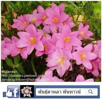 บัวดินสีชมพูดอกใหญ่