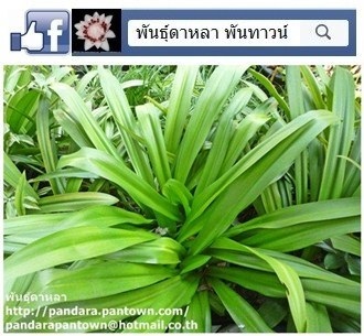 ทองใบต้นวังเทเวศน์ | พันธุ์ดาหลา - เมืองเชียงใหม่ เชียงใหม่