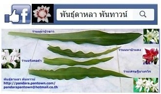 ว่านมหาบัว | พันธุ์ดาหลา - เมืองเชียงใหม่ เชียงใหม่