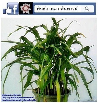 ว่านไชยมงคล | พันธุ์ดาหลา - เมืองเชียงใหม่ เชียงใหม่