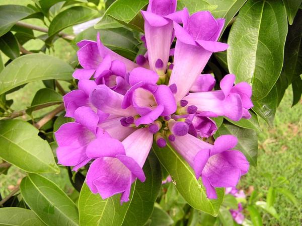 กระเทียมเถา (บริการส่งทางไปรษณีย์) | D&T Garden - เมืองปราจีนบุรี ปราจีนบุรี