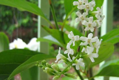 บุหงาส่าหรี (บริการส่งทางไปรษณีย์) | D&T Garden - เมืองปราจีนบุรี ปราจีนบุรี