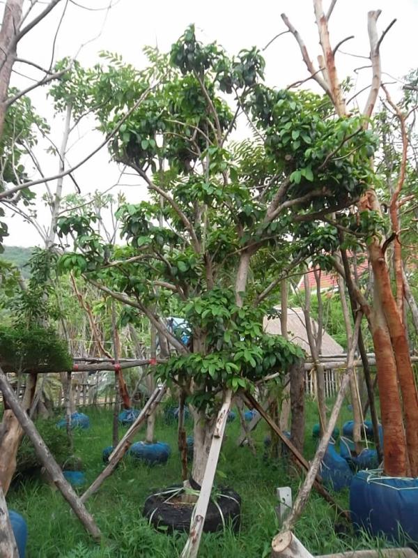 ต้นมะไฟ | ลพบุรีไม้ล้อม/บ่อแก้วพันธุ์ไม้ - เมืองลพบุรี ลพบุรี