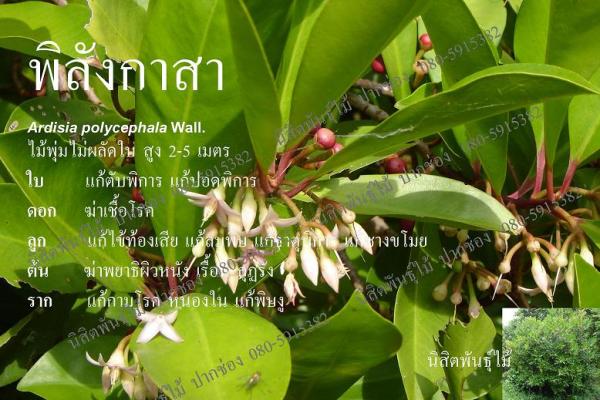 พิลังกาสา | นิสิตพันธุ์ไม้ - ปากช่อง นครราชสีมา