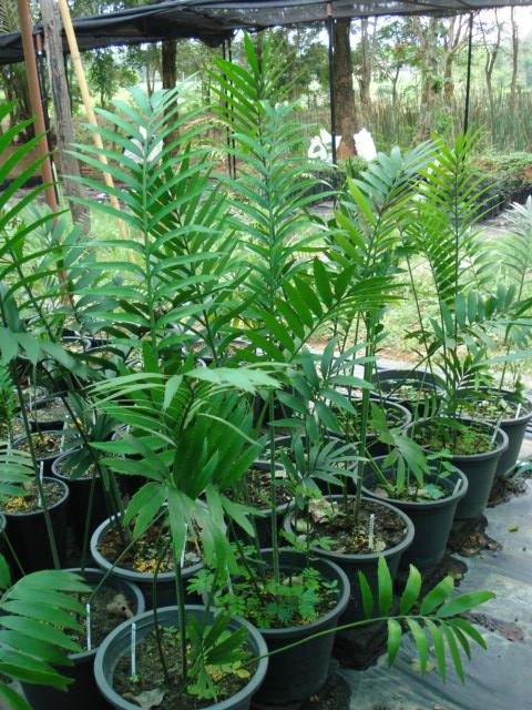 Encephalartos itureinsis  | Chananya Palm & Cycad Nursery - เมืองชัยภูมิ ชัยภูมิ