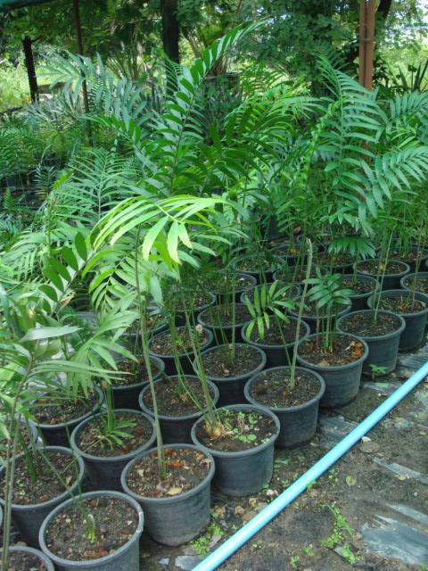 encephalartos withelockii | Chananya Palm & Cycad Nursery - เมืองชัยภูมิ ชัยภูมิ