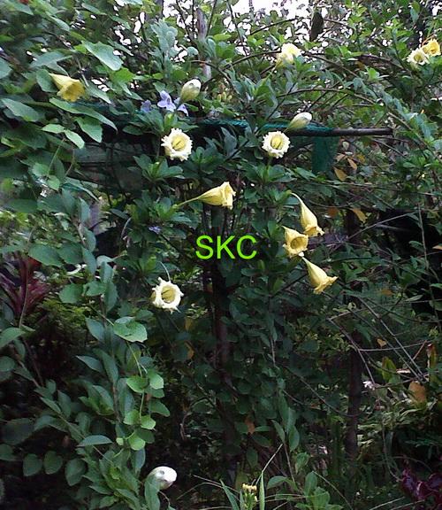 ซุ้มไม้เลื้อยทนแดด(ดอกใหญ่หอม) | SKC Chonburi - เมืองชลบุรี ชลบุรี