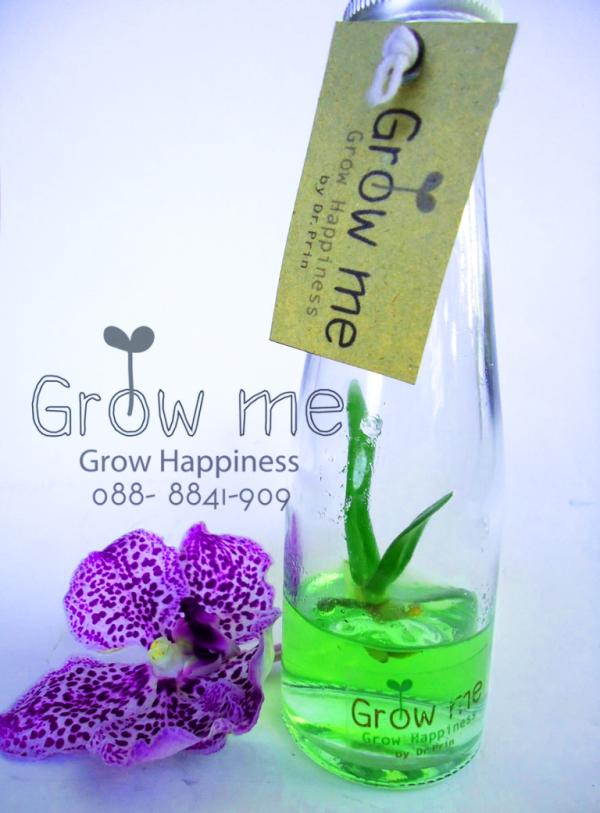 Size M | GrowMe -  กรุงเทพมหานคร