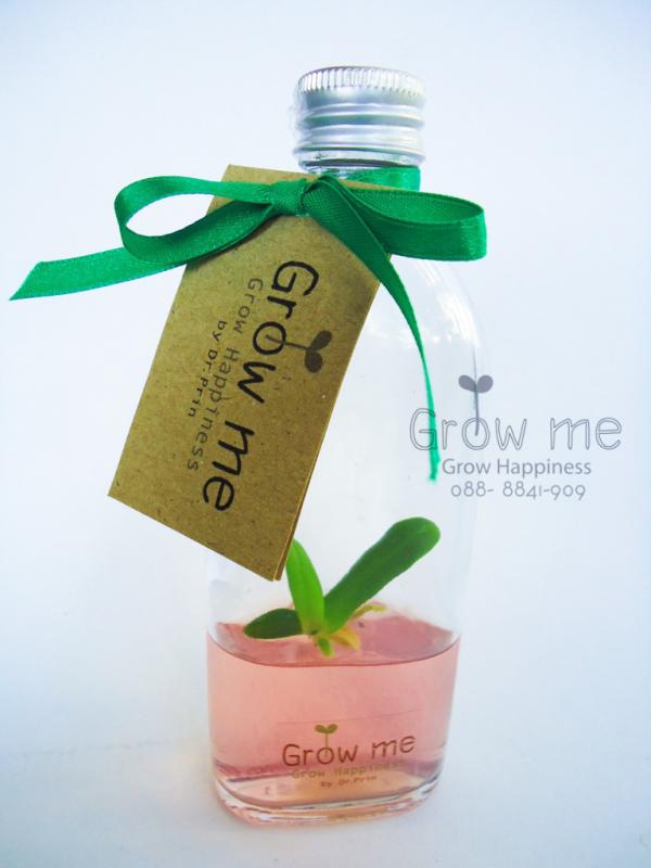 Size L | GrowMe -  กรุงเทพมหานคร