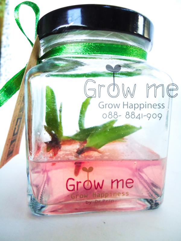 กล้วยไม้ในขวด (GrowMe) | GrowMe -  กรุงเทพมหานคร