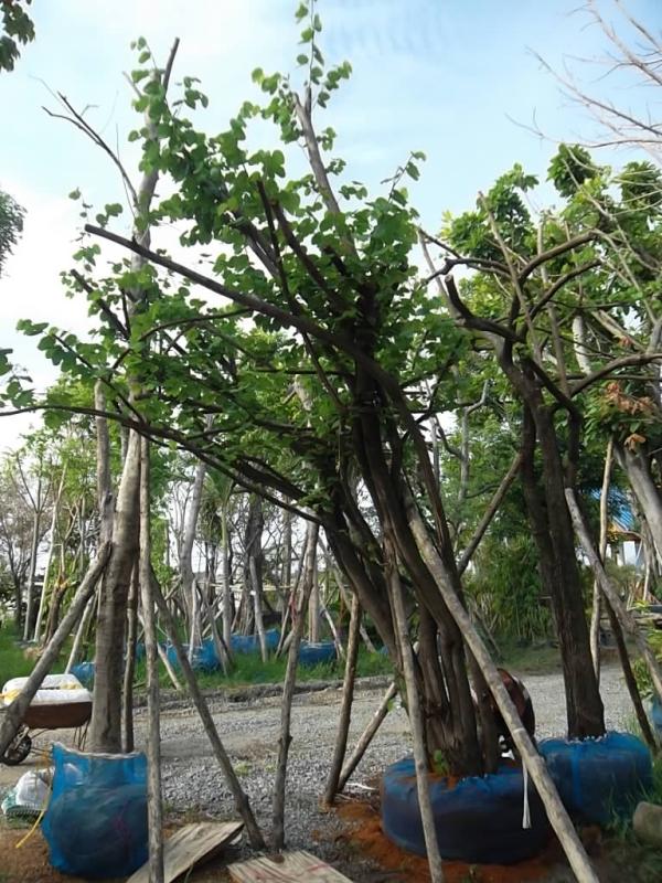 ต้นชลโค | ลพบุรีไม้ล้อม/บ่อแก้วพันธุ์ไม้ - เมืองลพบุรี ลพบุรี