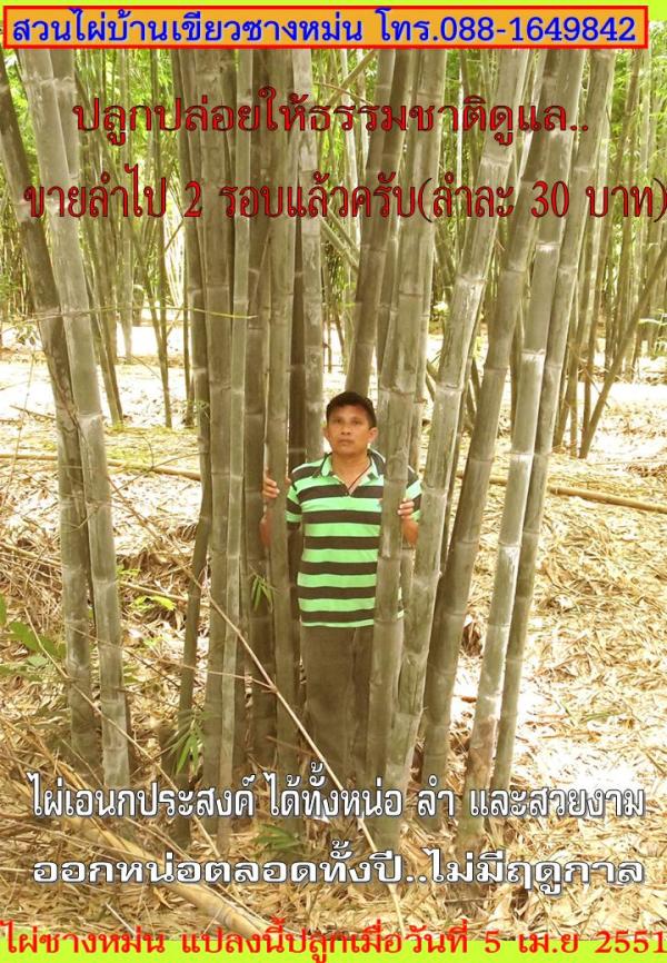 ไผ่ที่ดีที่สุด ณ เวลานี้ (น่าปลูกเพราะโตไว) | บ้านเขียวซางหม่น - เมืองอุตรดิตถ์ อุตรดิตถ์