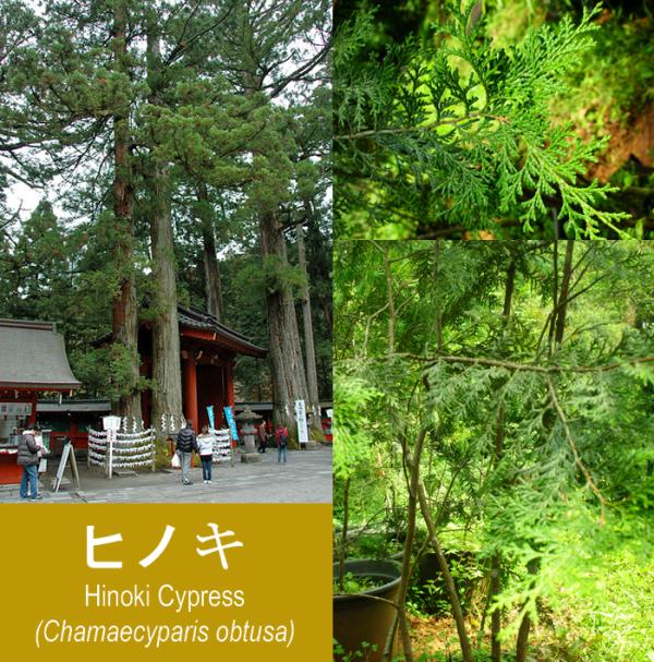 สนหอมฮิโนกิ Hinoki Cypress