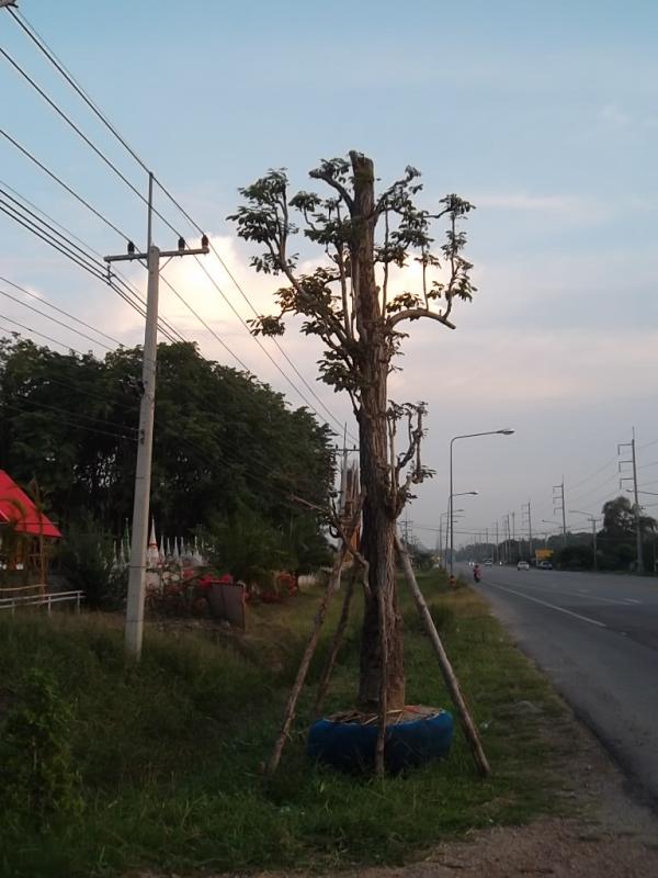 ต้นกระทุ่มทอง | ลพบุรีไม้ล้อม/บ่อแก้วพันธุ์ไม้ - เมืองลพบุรี ลพบุรี