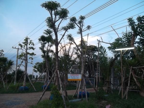 ต้นตะคร้ำ | ลพบุรีไม้ล้อม/บ่อแก้วพันธุ์ไม้ - เมืองลพบุรี ลพบุรี