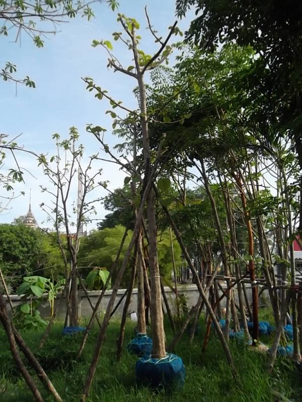 ต้นสักทอง | ลพบุรีไม้ล้อม/บ่อแก้วพันธุ์ไม้ - เมืองลพบุรี ลพบุรี