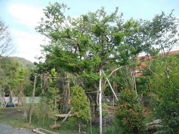 ต้นข้าวเม่า | ลพบุรีไม้ล้อม/บ่อแก้วพันธุ์ไม้ - เมืองลพบุรี ลพบุรี