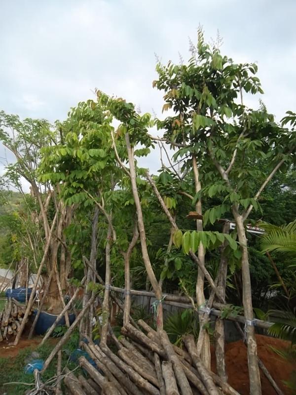 ต้นอินทนิล | ลพบุรีไม้ล้อม/บ่อแก้วพันธุ์ไม้ - เมืองลพบุรี ลพบุรี
