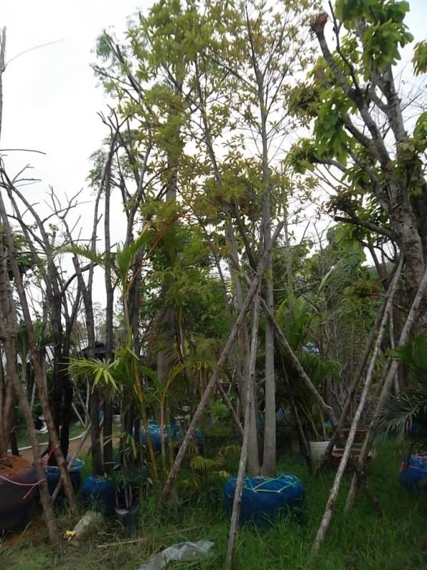 ต้นสาละ | ลพบุรีไม้ล้อม/บ่อแก้วพันธุ์ไม้ - เมืองลพบุรี ลพบุรี
