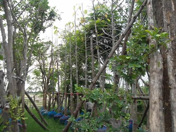 ต้นยางนา | ลพบุรีไม้ล้อม/บ่อแก้วพันธุ์ไม้ - เมืองลพบุรี ลพบุรี