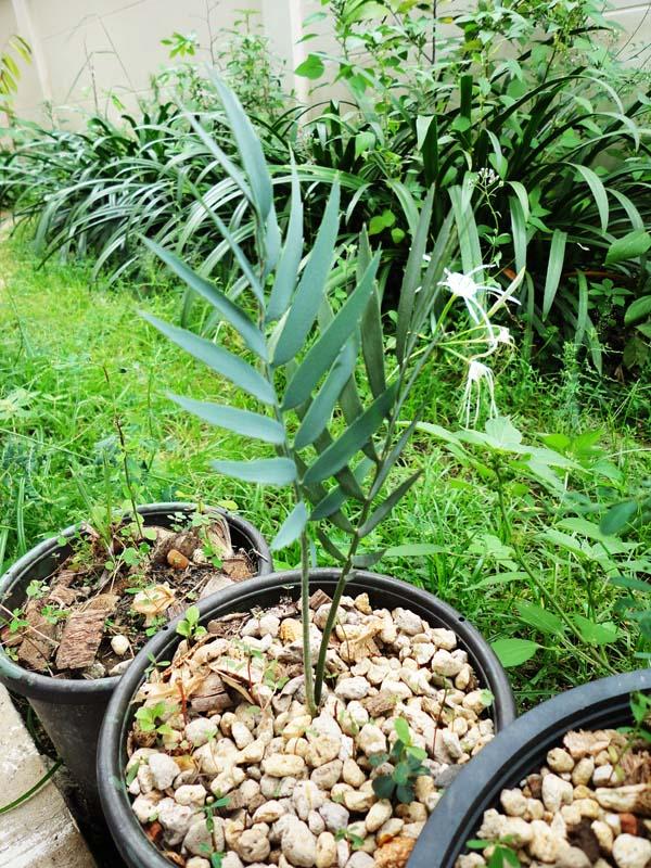 Encephalartos dyerianus | วาริช ปาล์ม - ยานนาวา กรุงเทพมหานคร