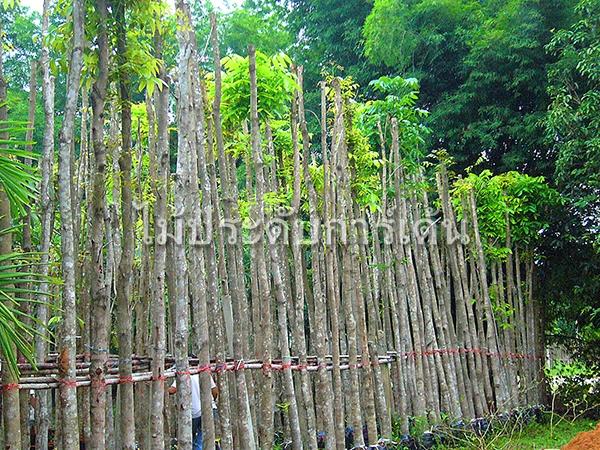 มะฮอกกานี | ร้านไม้ประดับการ์เด้น - เมืองปราจีนบุรี ปราจีนบุรี