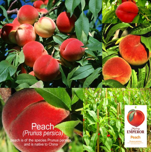 ลูกพีช Peach