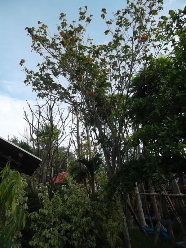 ต้นคอร์เดีย | ลพบุรีไม้ล้อม/บ่อแก้วพันธุ์ไม้ - เมืองลพบุรี ลพบุรี