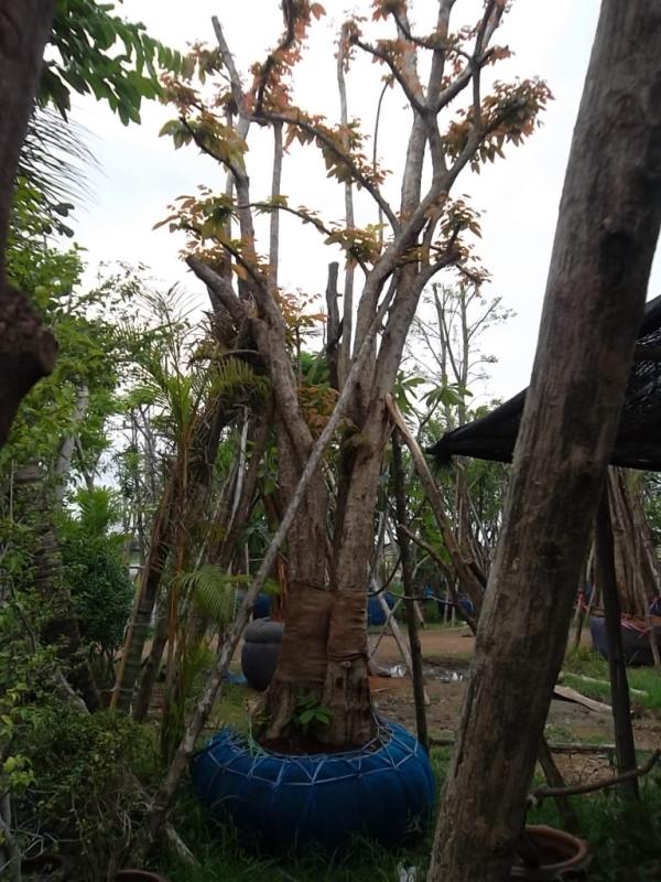 ต้นตะคร้อ | ลพบุรีไม้ล้อม/บ่อแก้วพันธุ์ไม้ - เมืองลพบุรี ลพบุรี