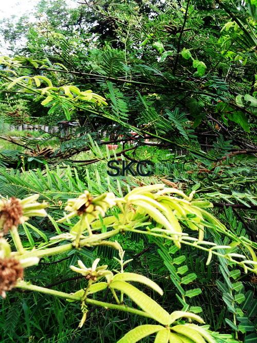 ปลูกป่าภาคตะวันออก | SKC Chonburi - เมืองชลบุรี ชลบุรี